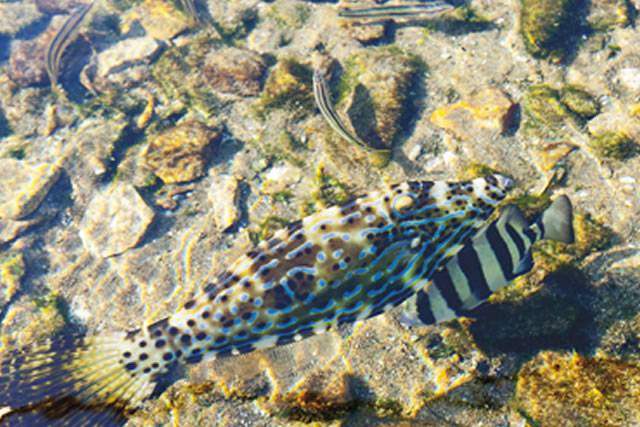 ピチピチの魚と触れ合う！カゴ網漁体験