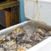 水田鮮魚店の牡蠣。