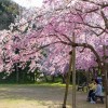 (家島本島・宮地区)清水公園のしだれ桜。