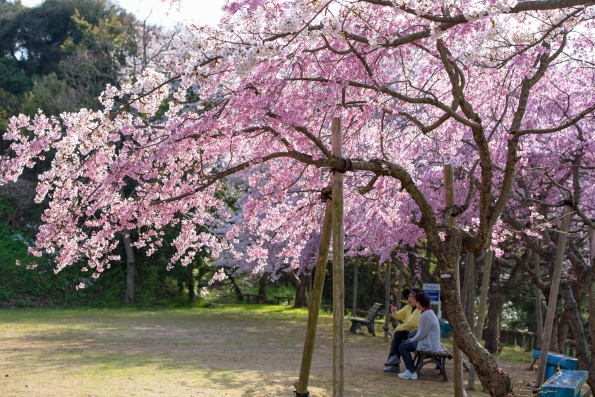 (家島本島・宮地区)清水公園のしだれ桜。