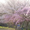 (家島本島・宮地区)清水公園の桜。