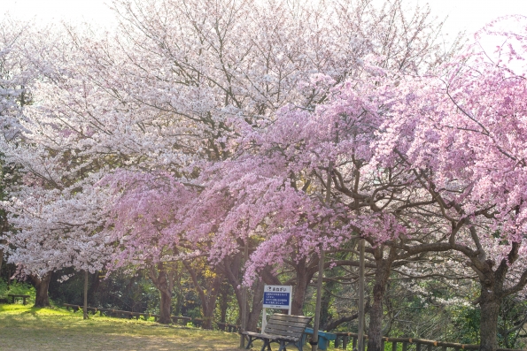 (家島本島・宮地区)清水公園の桜。