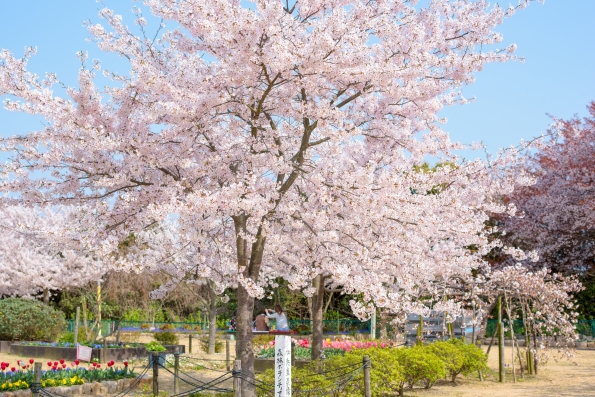 (家島本島・真浦地区)さくら広場の桜。