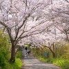 (家島本島・真浦地区)城山公園近くの桜。