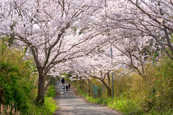 (家島本島・真浦地区)城山公園近くの桜。