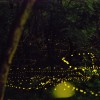 島の風景~家島本島・宮地区(夜の風景)闇に舞うヒメボタル