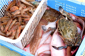 Bottom trawl catch (image)