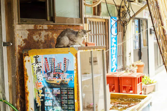 島の住人がご案内！「昭和レトロ」を感じる家島まち並みフォト散歩