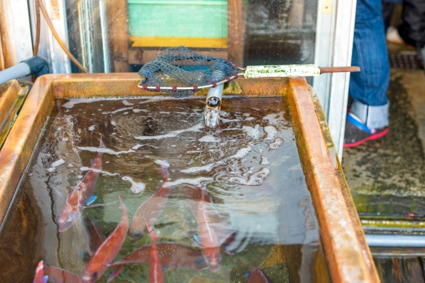 水田鮮魚店の生け簀で泳ぐ鯛。
