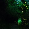 島の風景~家島本島・真浦地区(夜の風景)闇に舞うヒメボタル
